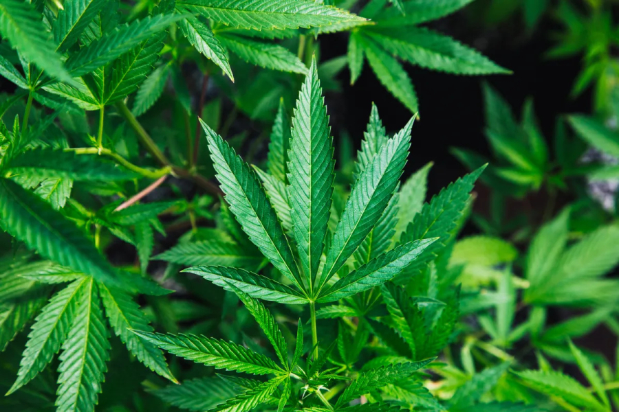 Anvisa avalia cultivo legal
